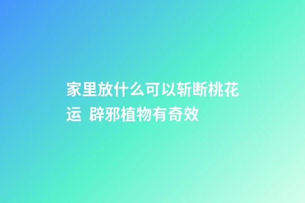家里放什么可以斩断桃花运  辟邪植物有奇效